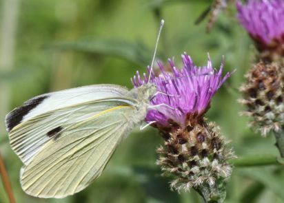 Large White
Large White (Pieris brassicae)
Keywords: Butterfly
