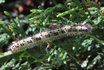 Large White Caterpillar
Large white caterpillar on a friends horseradish of which they had almost eaten all the leaves. (Pieris brassicae)
Keywords: Caterpillar