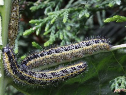 Large white caterpillars
Large white caterpillar on a friends horseradish of which they had almost eaten all the leaves. (Pieris brassicae)
Keywords: Caterpillar