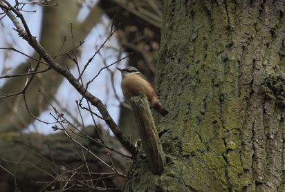 Nuthatch
Taken at Hardwick Wood
Keywords: Birds