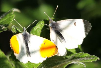 Pair of Orange Tips
The Orange Tip (Anthocharis cardamines) is a butterfly in the Pieridae family.
Keywords: Butterfliy