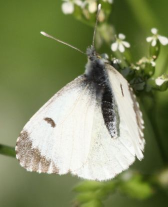 Orange tip female
The Orange Tip (Anthocharis cardamines) is a butterfly in the Pieridae family.
Keywords: Butterfliy