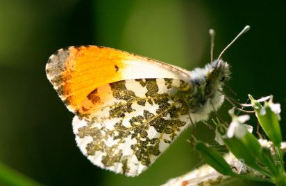Orange Tip Male
The Orange Tip (Anthocharis cardamines) is a butterfly in the Pieridae family.
Keywords: Butterfliy