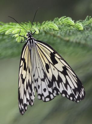 Paper Kite Tropical Butterfly
Taken at Tropical Wings.
Keywords: Butterfly