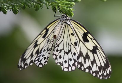 Paper Kite Tropical.
Taken at Tropical Wings.
Keywords: Butterfly