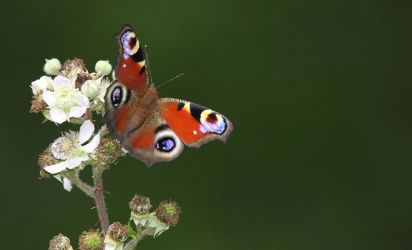 Peacock
The European Peacock (Inachis io), more commonly known simply as the Peacock butterfly, is a colourful butterfly, found in Europe, temperate Asia as far east as Japan. 
Keywords: Butterfly