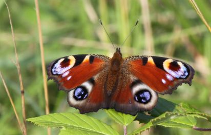 Peacock
Spotted lots of these during a walk in Brampton wood on August 10th 2012. Too many to count but I did record how many there were sitting still on 1 part of the wood and counted more than 12. European Peacock (Inachis io)
Keywords: Butterfly