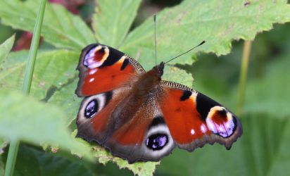 Peacock
Spotted lots of these during a walk in Brampton wood on August 10th 2012. Too many to count but I did record how many there were sitting still on 1 part of the wood and counted more than 12. European Peacock (Inachis io)
Keywords: Butterfly