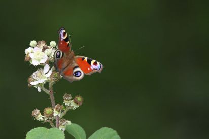 Peacock
The European Peacock (Inachis io), more commonly known simply as the Peacock butterfly, is a colourful butterfly, found in Europe, temperate Asia as far east as Japan. 
Keywords: Butterfly