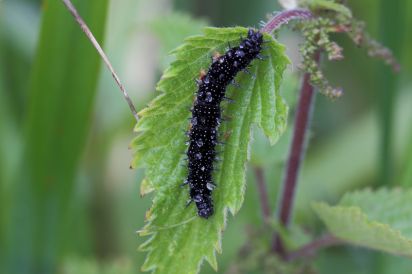 Peacock Caterpillar
Peacock Caterpillar taken at Ted Ellis Nature reserve.
Keywords: Caterpiller