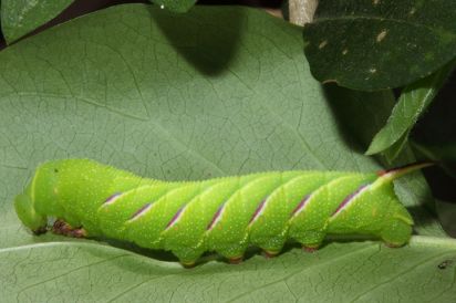 Privet Hawk Moth caterpillar
Privet hawk moth caterpillar after 5 days of finding it it was only about1 and a half cm long when we found it now 2 and a half cm long.(Sphinx ligustri) (Pete)
Keywords: Caterpillar