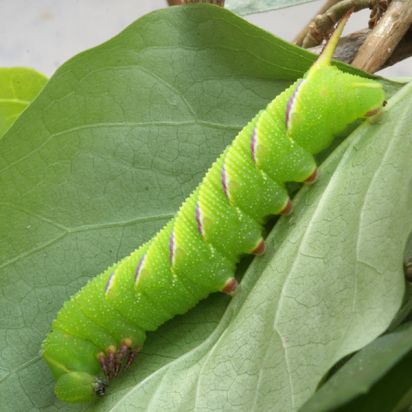 Privet Hawk Moth caterpillar
Privet hawk moth caterpillar after 5 days of finding it it was only about1 and a half cm long when we found it now 2 and a half cm long.(Sphinx ligustri) (Pete)
Keywords: Caterpillar