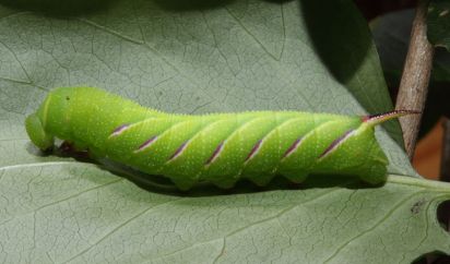 Privet Hawk Moth caterpillar
Privet hawk moth caterpillar after 5 days of finding it it was only about1 and a half cm long when we found it now 2 and a half cm long.(Sphinx ligustri) (Pete)
Keywords: Caterpillar