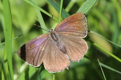 Purple Hairstreak
Purple hair-streak (Neozephyrus quercus) taken in Brampton woods Cambridgeshire.
Keywords: Butterfly