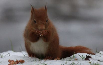 Scottish red Squirrel
The red squirrel or Eurasian red squirrel (Sciurus vulgaris)
Keywords: Squirrel