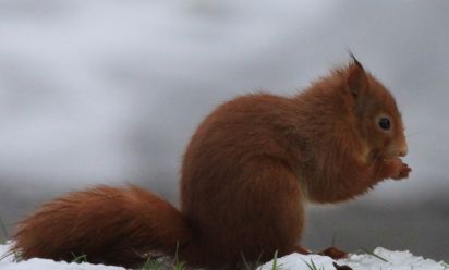 Scottish red Squirrel
The red squirrel or Eurasian red squirrel (Sciurus vulgaris)
Keywords: Squirrel