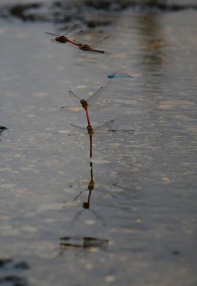 Red-veined Darter  and femaile laying eggs.
Paxton Pits Cambridgeshire.
Keywords: Dragonfly