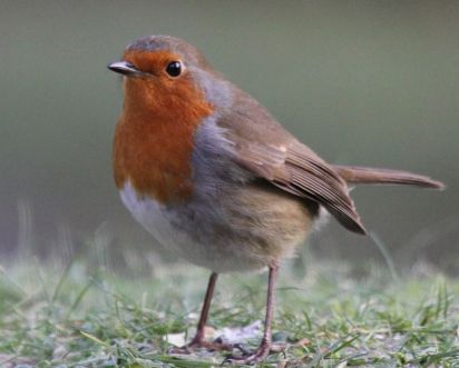 Robin
The European Robin (Erithacus rubecula),
Keywords: Birds