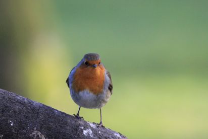 Robin
The European Robin (Erithacus rubecula),
Keywords: Birds