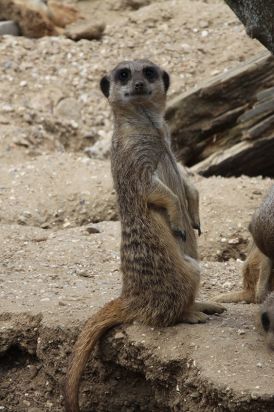 Sergi
This is Sergi on holiday while not making adverts.
Keywords: Animals