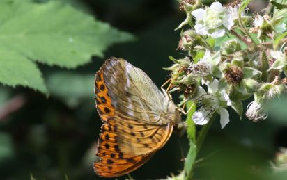 Silver-washed Fritillary
The Silver-washed Fritillary (Argynnis paphia) is a European species of butterfly, which was in decline for much of the 1970s and 1980s, but seems to be coming back to many of its old territories.
Keywords: Butterfly