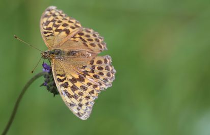 Silver-washed Fritillary
(Argynnis paphia)Taken in Brampton woods Cambridgeshire 
Keywords: Butterfly