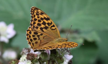 Silver-washed Fritillary
The Silver-washed Fritillary (Argynnis paphia) is a European species of butterfly, which was in decline for much of the 1970s and 1980s, but seems to be coming back to many of its old territories.
Keywords: Butterfly