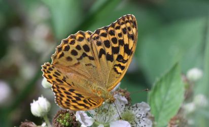 The Silver-washed Fritillary (Argynnis paphia) is a European species of butterfly, which was in decline for much of the 1970s and 1980s, but seems to be coming back to many of its old territories.
Keywords: Butterfly