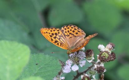 Silver-washed Fritillary
The Silver-washed Fritillary (Argynnis paphia) is a European species of butterfly, which was in decline for much of the 1970s and 1980s, but seems to be coming back to many of its old territories.
Keywords: Butterfly