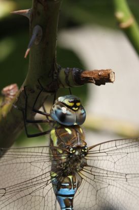 Souther Hawker Close up.
Southern Hawker (Aeshna cyanea) Ramsey Forty Foot Cambridgeshire.

Keywords: Dragonfly
