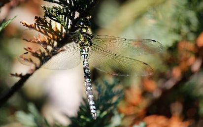 Souther Hawker.
Southern Hawker (Aeshna cyanea) Ramsey Forty Foot Cambridgeshire.
Keywords: Dragonfly