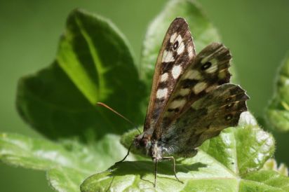Speckled Wood
The Speckled Wood (Pararge aegeria) is a butterfly found in and on the borders of woodland. Taken in Monks wood Cambridgeshire on 27/05/2012.
Keywords: Butterfliy