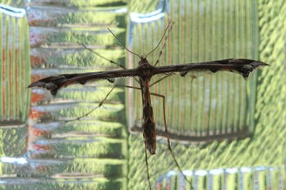 Plume Moth
From the Pterophoridae family of moths I think this is a Amblyptilia Acanthadactyla.
Keywords: Moth