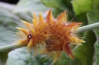 Sycamore Moth Caterpillar.
The Sycamore moth caterpillar (Acronicta aceris) awesome colour the moth is greyish with black patterned markings.
Keywords: Caterpillar