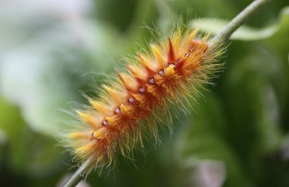 Sycamore Moth Caterpillar.
The Sycamore moth caterpillar (Acronicta aceris) awesome colour the moth is greyish with black patterned markings.
Keywords: Caterpillar
