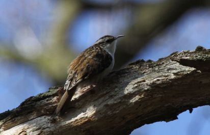 Treecreeper
Taken in Hardwick woods.
The treecreepers are a family, Certhiidae, of small passerine birds, widespread in wooded regions of the Northern Hemisphere 
Keywords: Birds