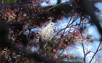 leucistic Mistle Thrush
leucistic Mistle Thrush (Turdus viscivorus) is a member of the thrush family Turdidae. 
Keywords: Birds