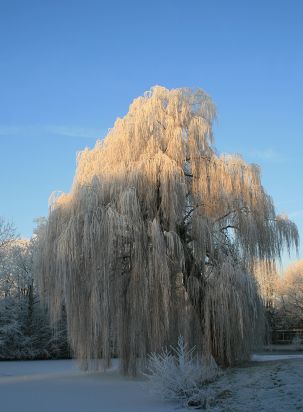 Cold willow
Dutch Tree
Keywords: Tree