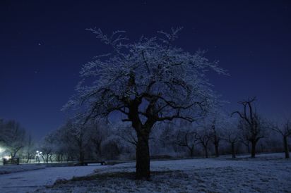Woerden
The park on a moonlight frosty morning (2am)
Keywords: Holland