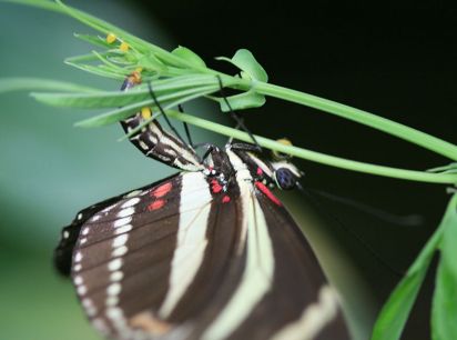 Zebra Longwing laying eggs.
Tropical wings world.
Keywords: Butterfly