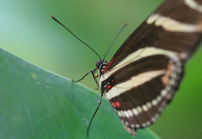Zebra Longwing.
Tropical Wings World.
Keywords: Butterfly