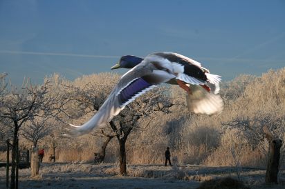 Mallard
"Stuck on you"
Keywords: Landscape