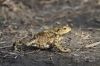 CommonToadSmall.jpg