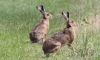 EOS50D_1244Hares.jpg