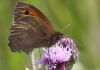 EOS50D_1318GateKeeper2.jpg