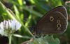 EOS50D_1501Ringlet.jpg