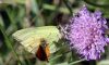 EOS50D_1530BrimstonewithSkipper.jpg