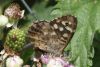 EOS50D_2086SpeckledWood.jpg