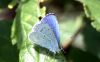 EOS50D_2112HollyBlue.jpg