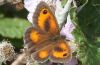EOS50D_2154Gatekeeper.jpg